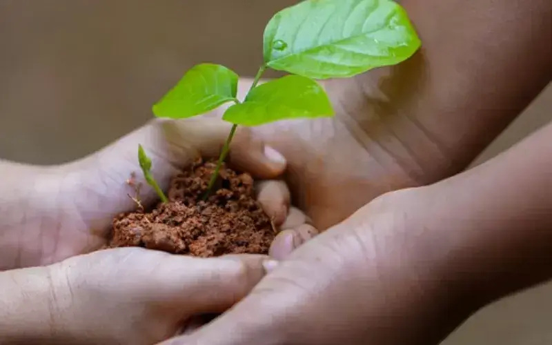 Image of Win a &pound25 Gift Voucher for Seeds To Suit